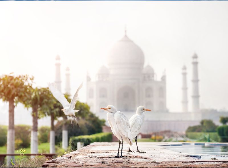 tajmahal2