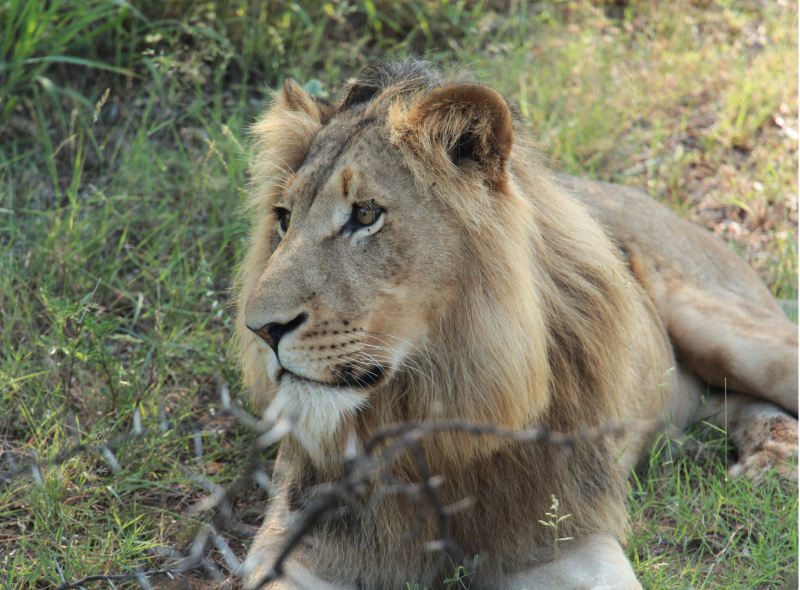 Taj Mahal Tour with Etawah Lion Safari (2)